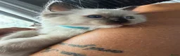 Ragdoll cats for sale: Beautiful pedigree ragdoll kittens  - Advert 24