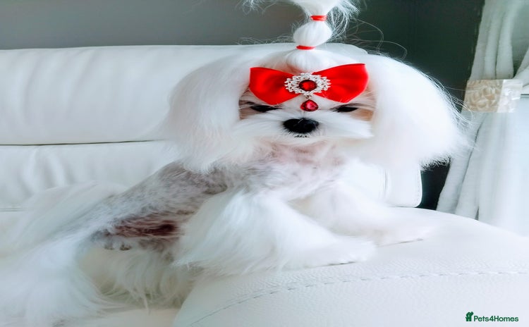 Maltese dogs - Advert 4