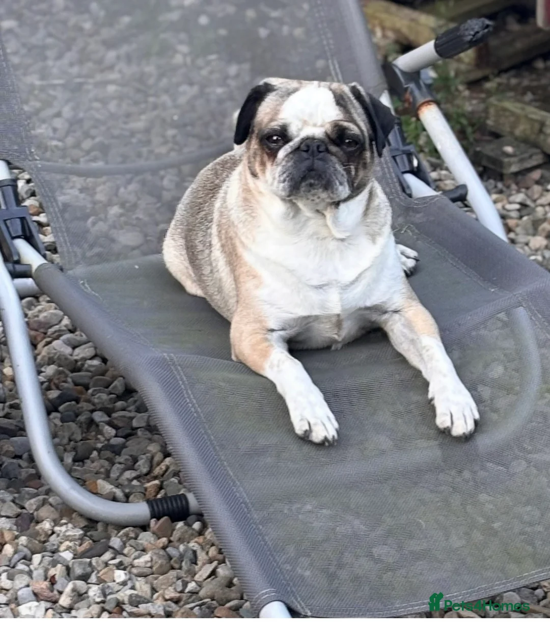 Pug dogs for sale: Panda pug female in Durham - Advert 2