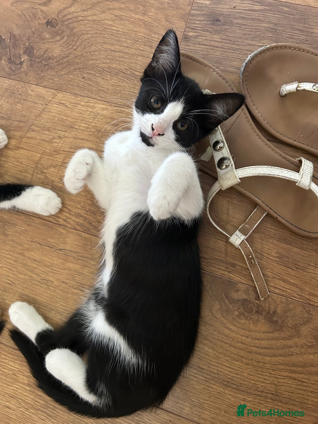 Mixed Breed cats for sale: 3 mixed breed kittens - Image 1