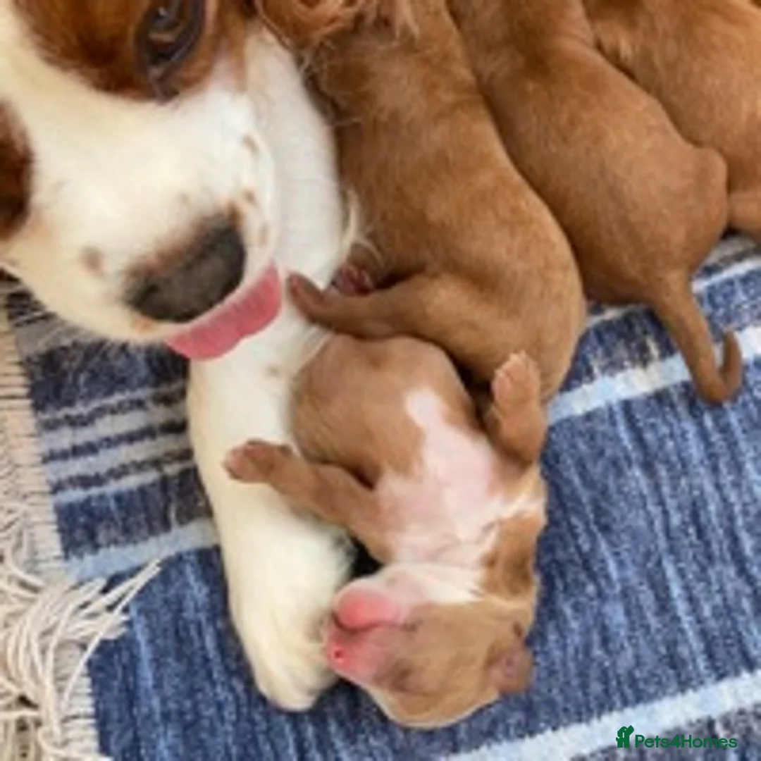 Cavapoo dogs for stud: KC miniature poodle for stud in Alford - Advert 5