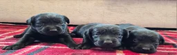 Labrador Retriever dogs for sale: 8 BEAUTIFUL KCREG LABRADORS. HEALTH TESTED PARENTS - Advert 6