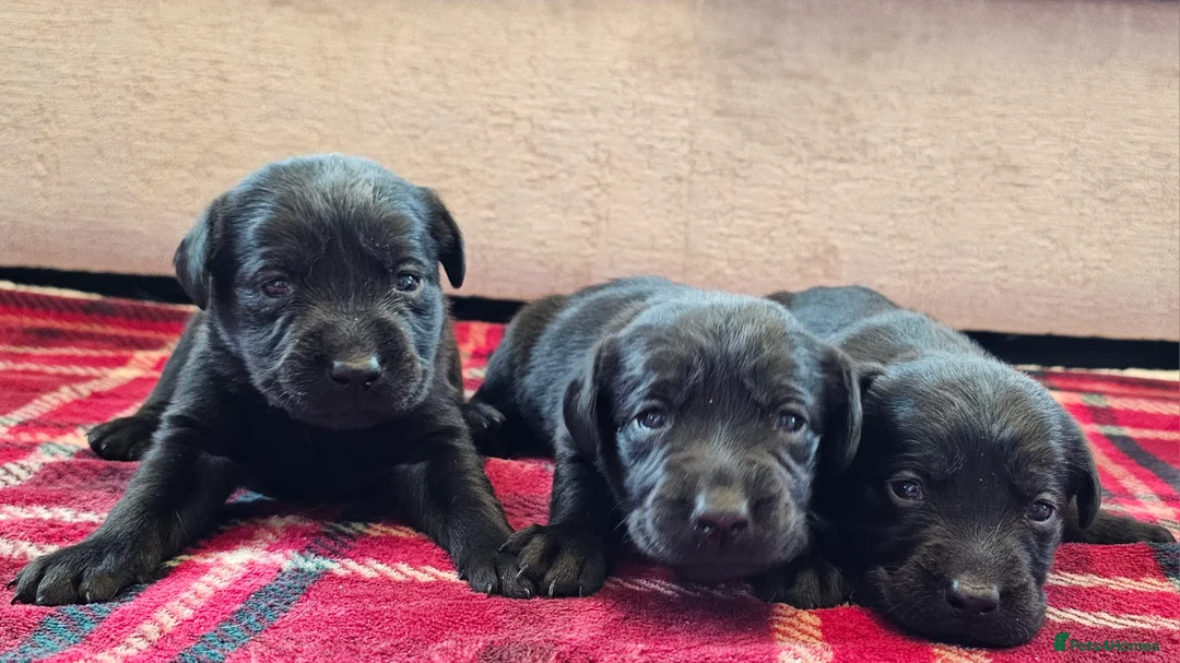 Labrador Retriever dogs for sale: 8 BEAUTIFUL KCREG LABRADORS. HEALTH TESTED PARENTS - Advert 6