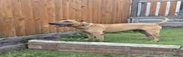 Mixed Breed dogs for adoption: 🚨URGENT🚨PLEASE SAVE SOL  - Advert 11