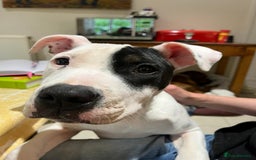 Mixed Breed dogs for sale: Staffie cross looking for new home - Advert 3