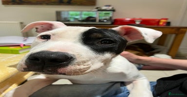 Mixed Breed dogs Staffie cross looking for new home - Advert 9