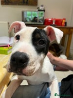 Mixed Breed dogs Staffie cross looking for new home - Advert 2