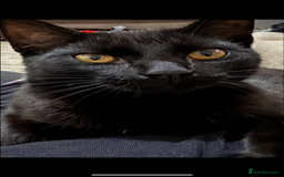 Mixed Breed cats for sale: two black cats (one male one female) - Image 3