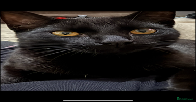 Mixed Breed cats - Advert 4