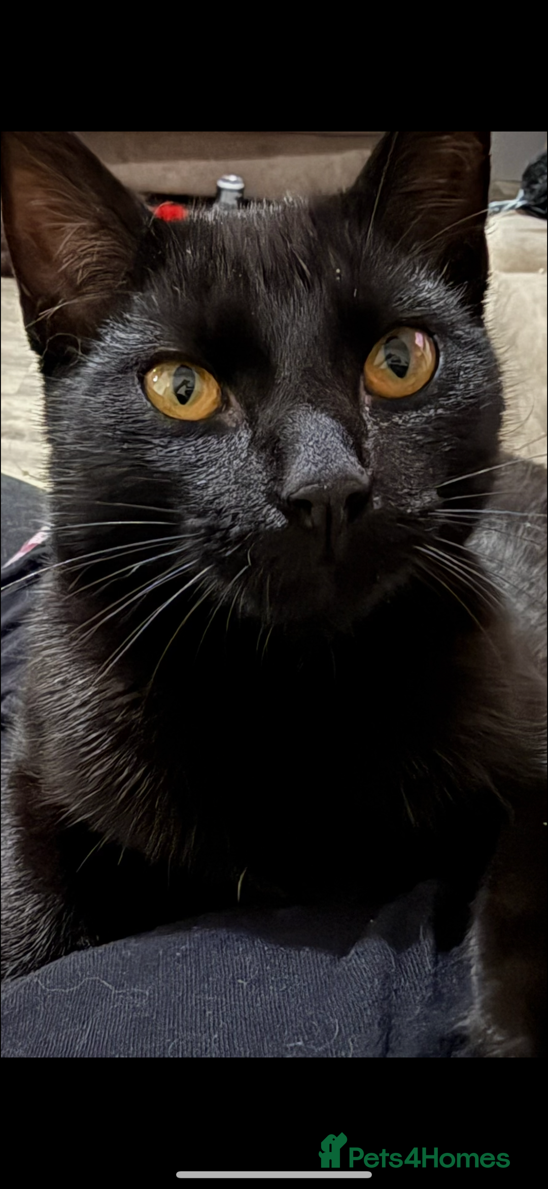 Mixed Breed cats for sale: two black cats (one male one female) - Image 3