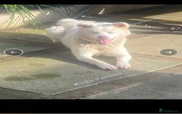 Japanese Akita Inu dogs for sale: Beautiful Japanese Akita Inu  - Image 3