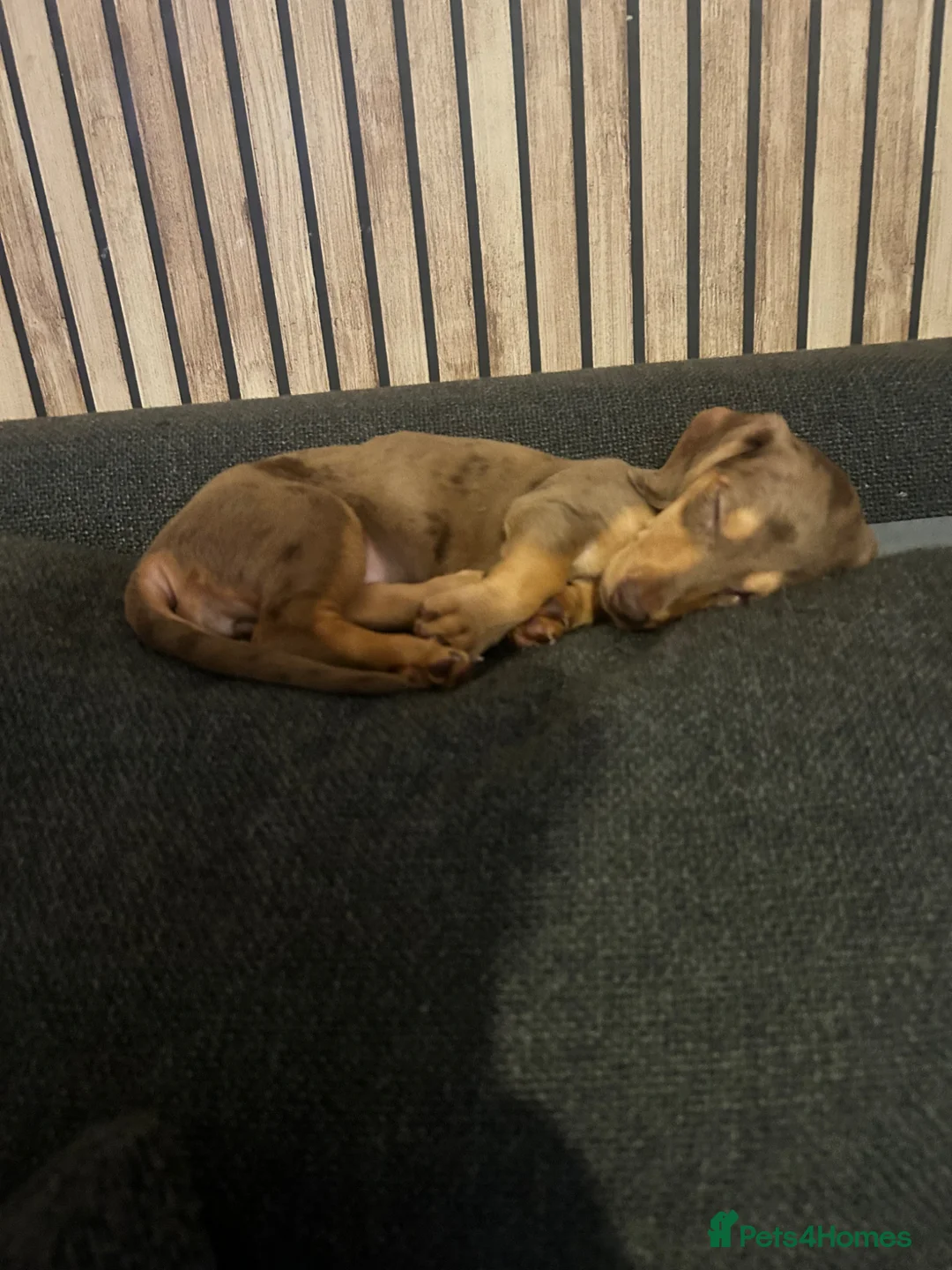 Miniature Dachshund dogs for sale: Miniature Dachshund girl KC Registered - Advert 5