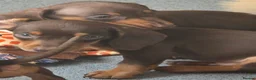 Miniature Dachshund dogs for sale: Stunning miniature dachshund puppies - Advert 13