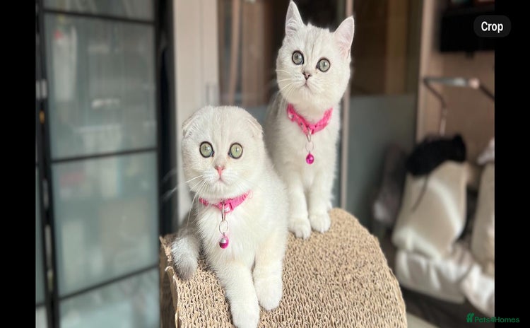 Scottish Fold cats - Advert 16