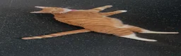 Mixed Breed cats for sale: 2 beautiful ginger boys  - Advert 2