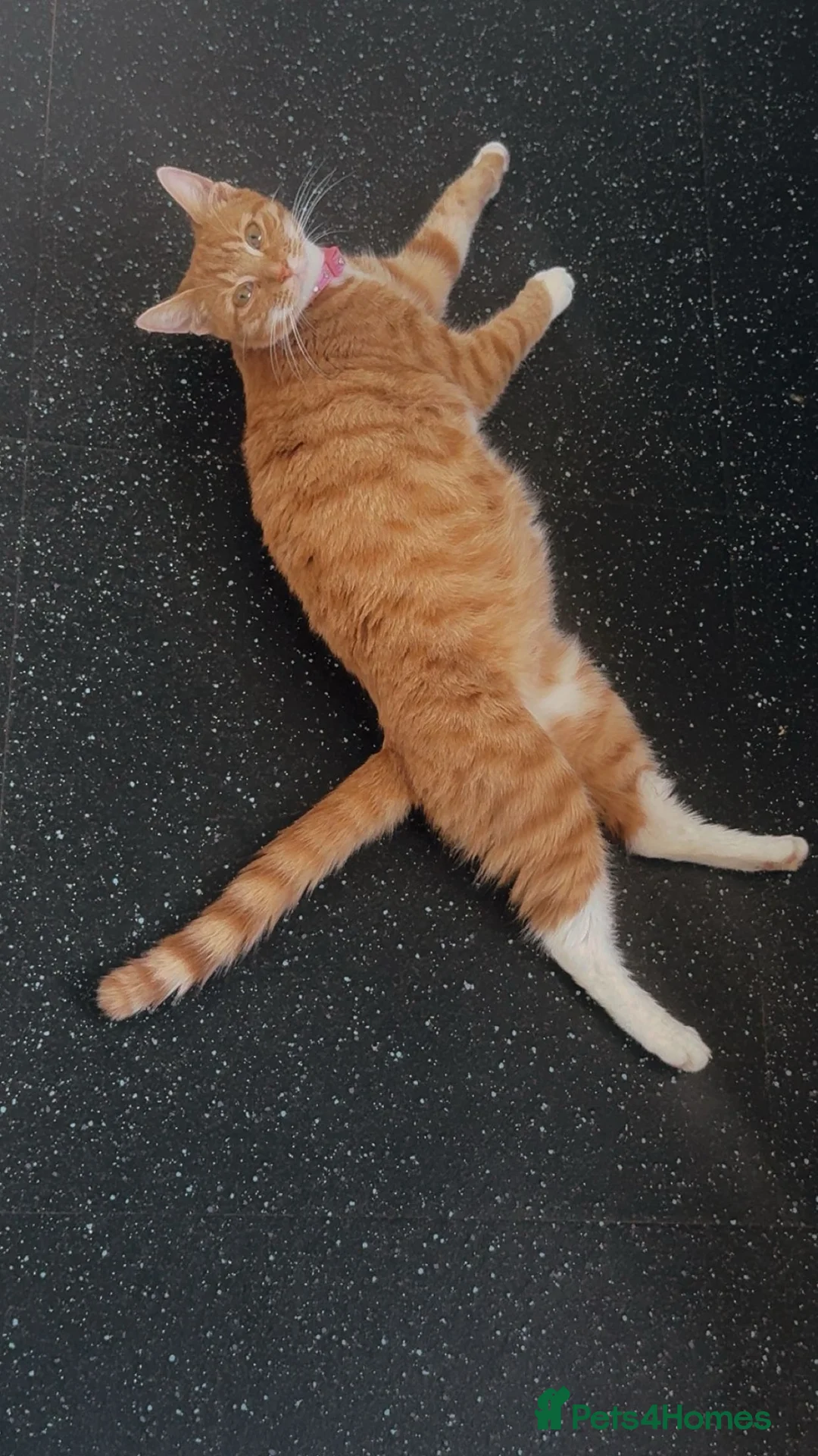 Mixed Breed cats for sale: 2 beautiful ginger boys  - Advert 2
