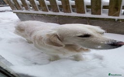 Golden Retriever dogs for stud: Purebred Golden Retriever for Stud - Image 9