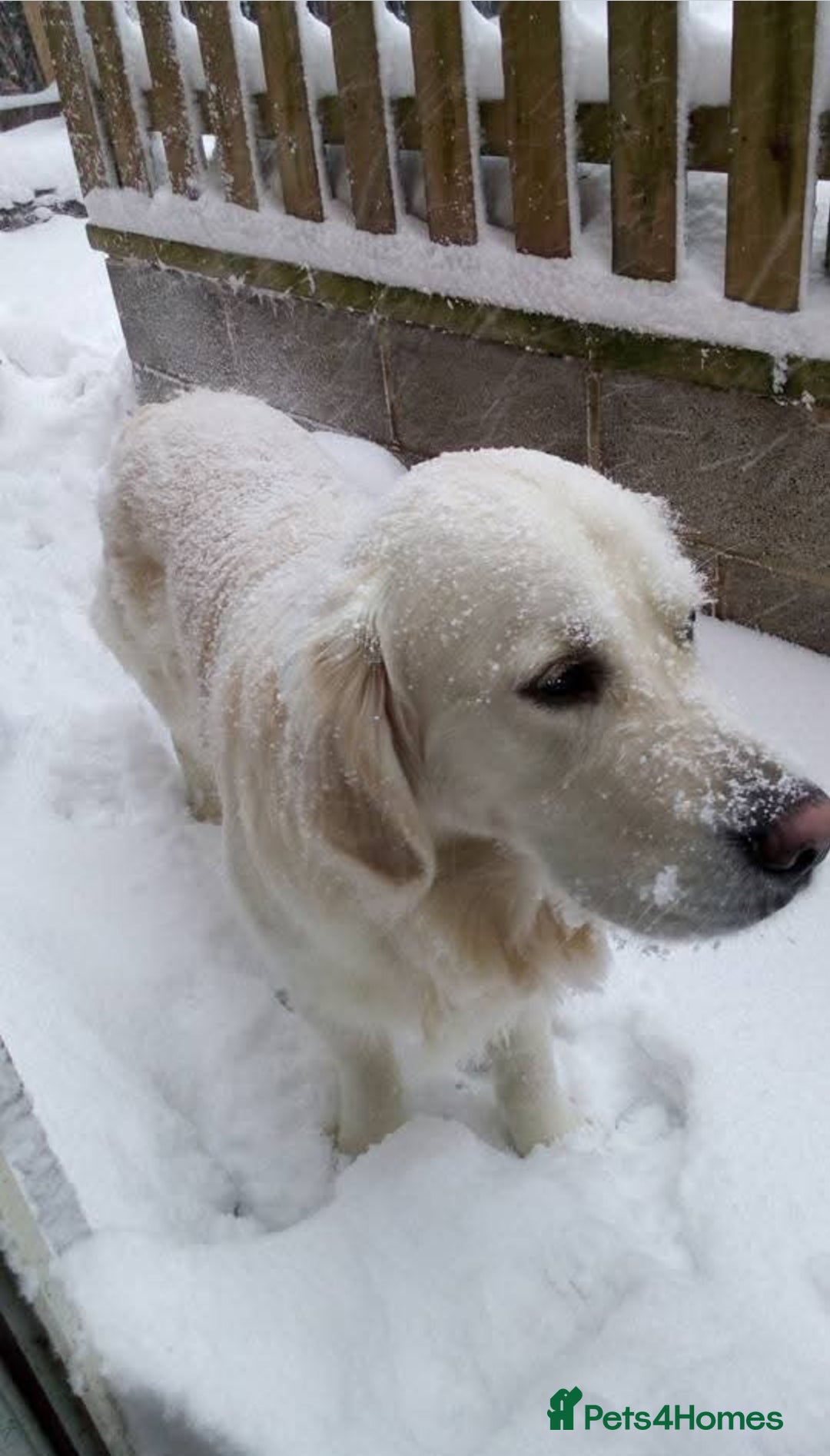 Golden Retriever dogs for stud: Purebred Golden Retriever for Stud - Image 9