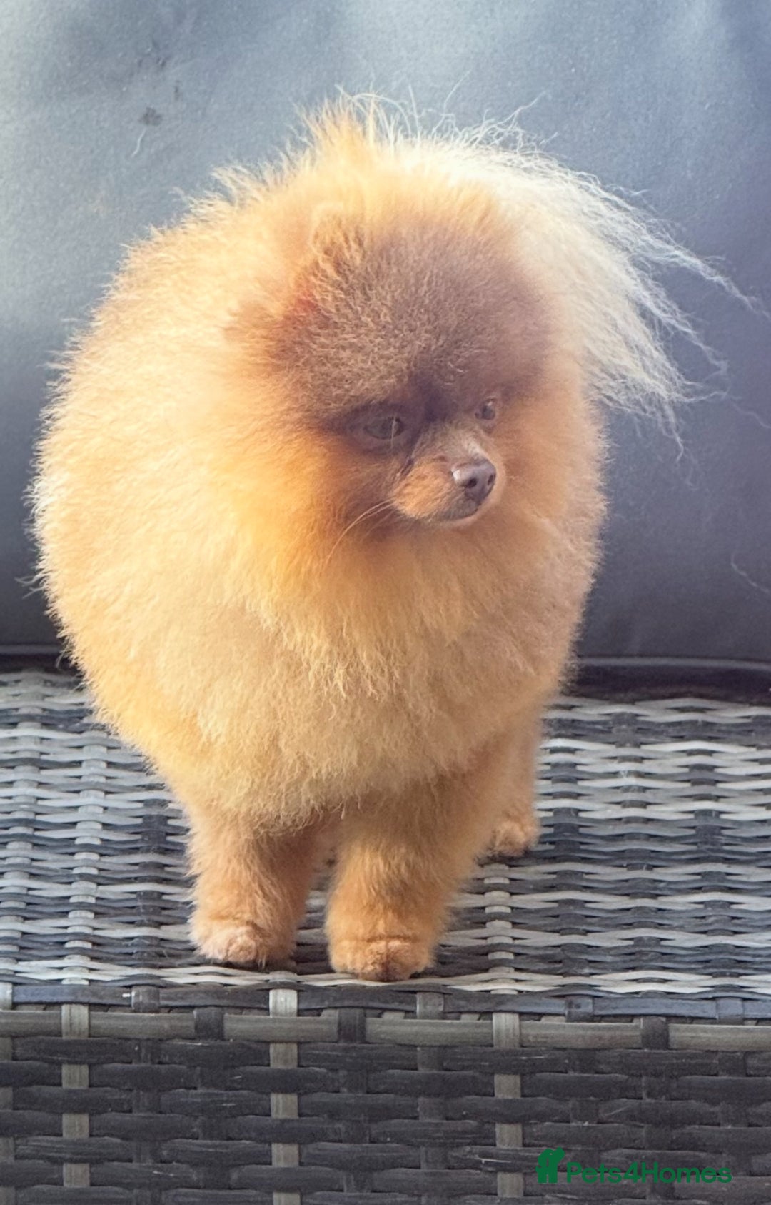 Pomeranian dogs for stud: Outstanding Tiny kc registered Lilac Tan stud  in Pontefract - Advert 2