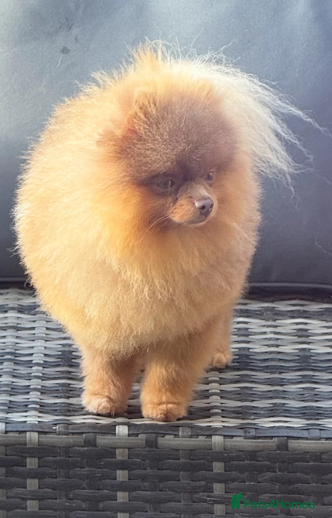 Pomeranian dogs for stud: Outstanding Tiny kc registered Lilac Tan stud  in Pontefract - Advert 2