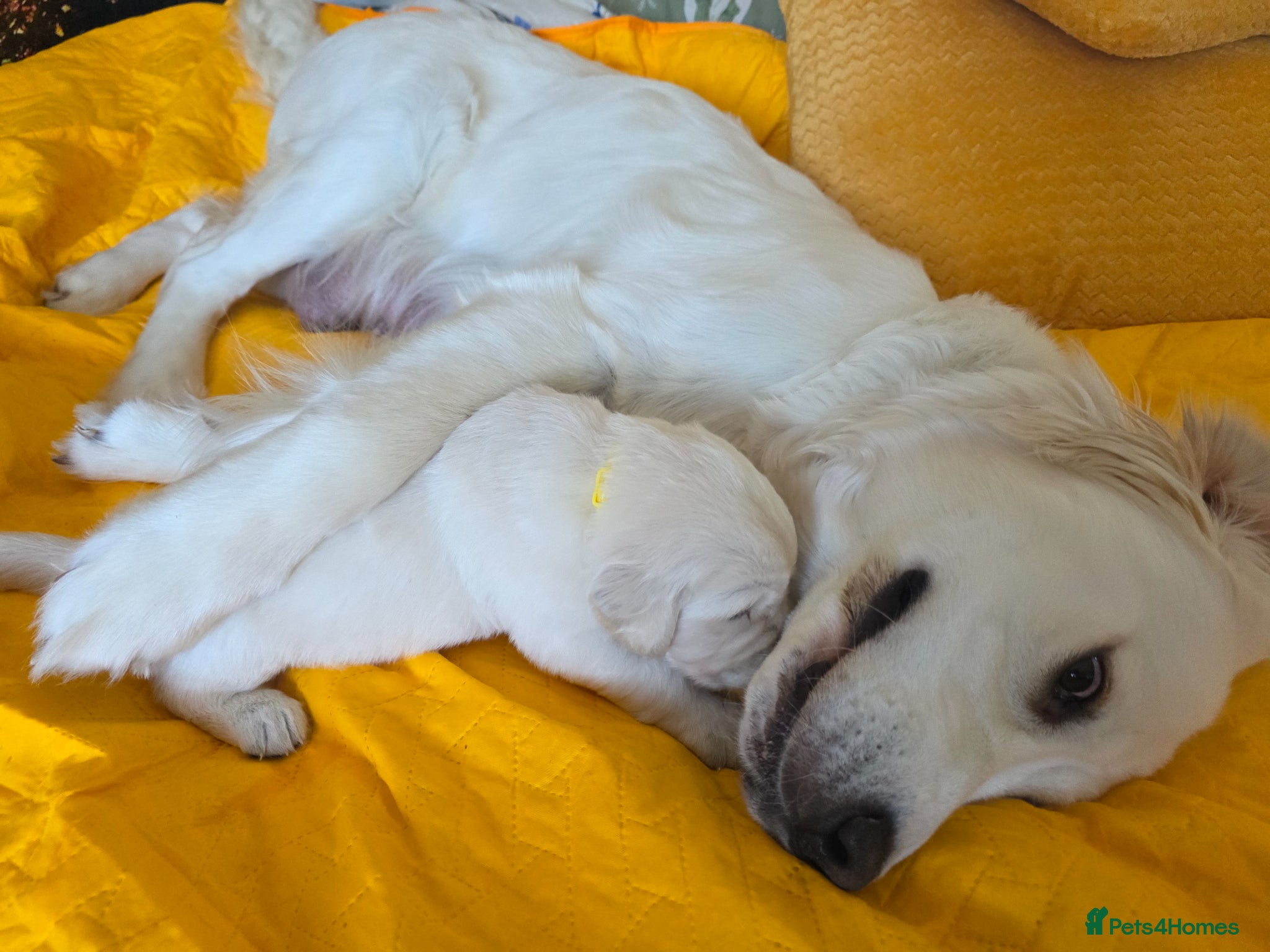 Golden Retriever dogs Golden Retriever Puppies - Advert 1