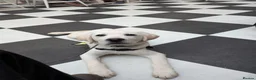 Labrador Retriever dogs for sale: Advanced trained Labradors  - Advert 2