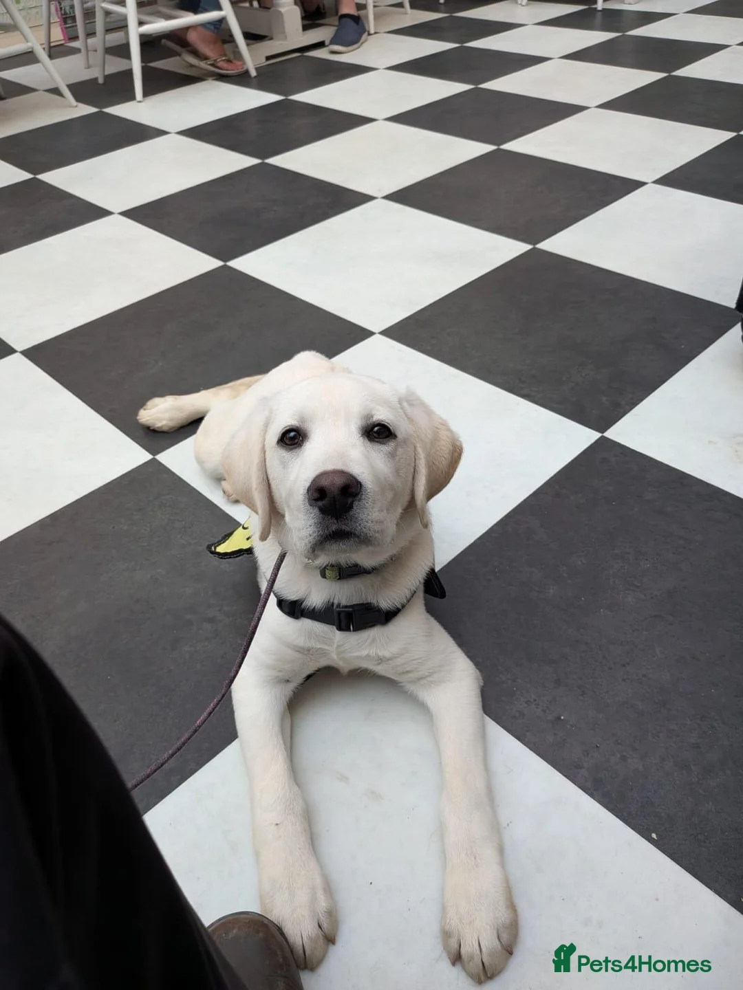 Labrador Retriever dogs for sale: Advanced trained Labradors  - Advert 2
