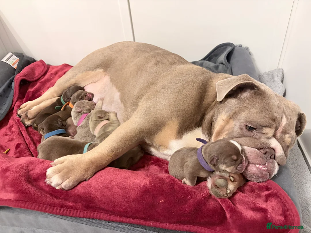 English Bulldog dogs for sale: KC English Bulldog Puppies Exceptional Quality  - Advert 35