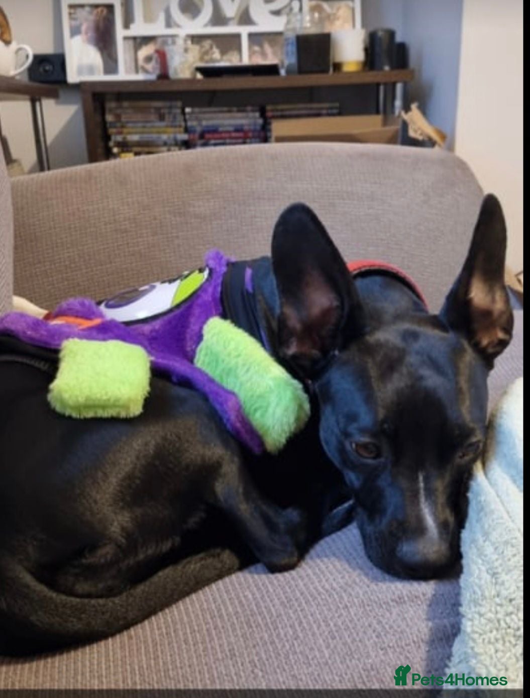 Mixed Breed dogs Patterdale x frenchie x whippet - Advert 1