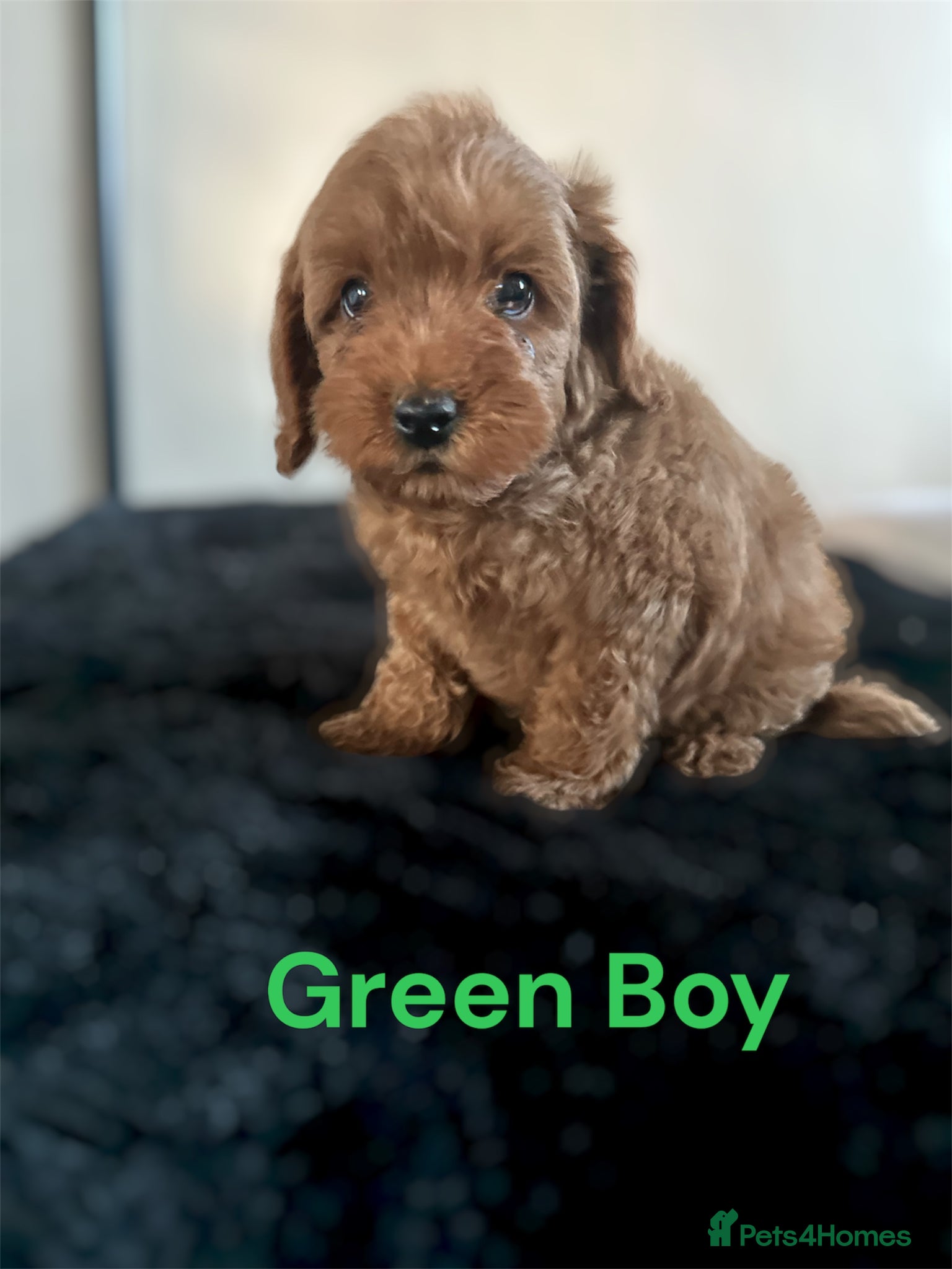 Cockapoo dogs DEEP RED COCKAPOO PUPPIES REDY NOW - Advert 14