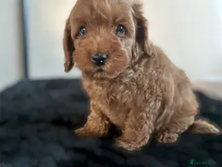 Cockapoo dogs DEEP RED COCKAPOO PUPPIES REDY NOW - Advert 14