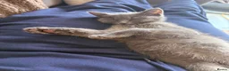 Mixed Breed cats for sale: Blue loving Ragdoll kitten 14 weeks old  - Advert 5