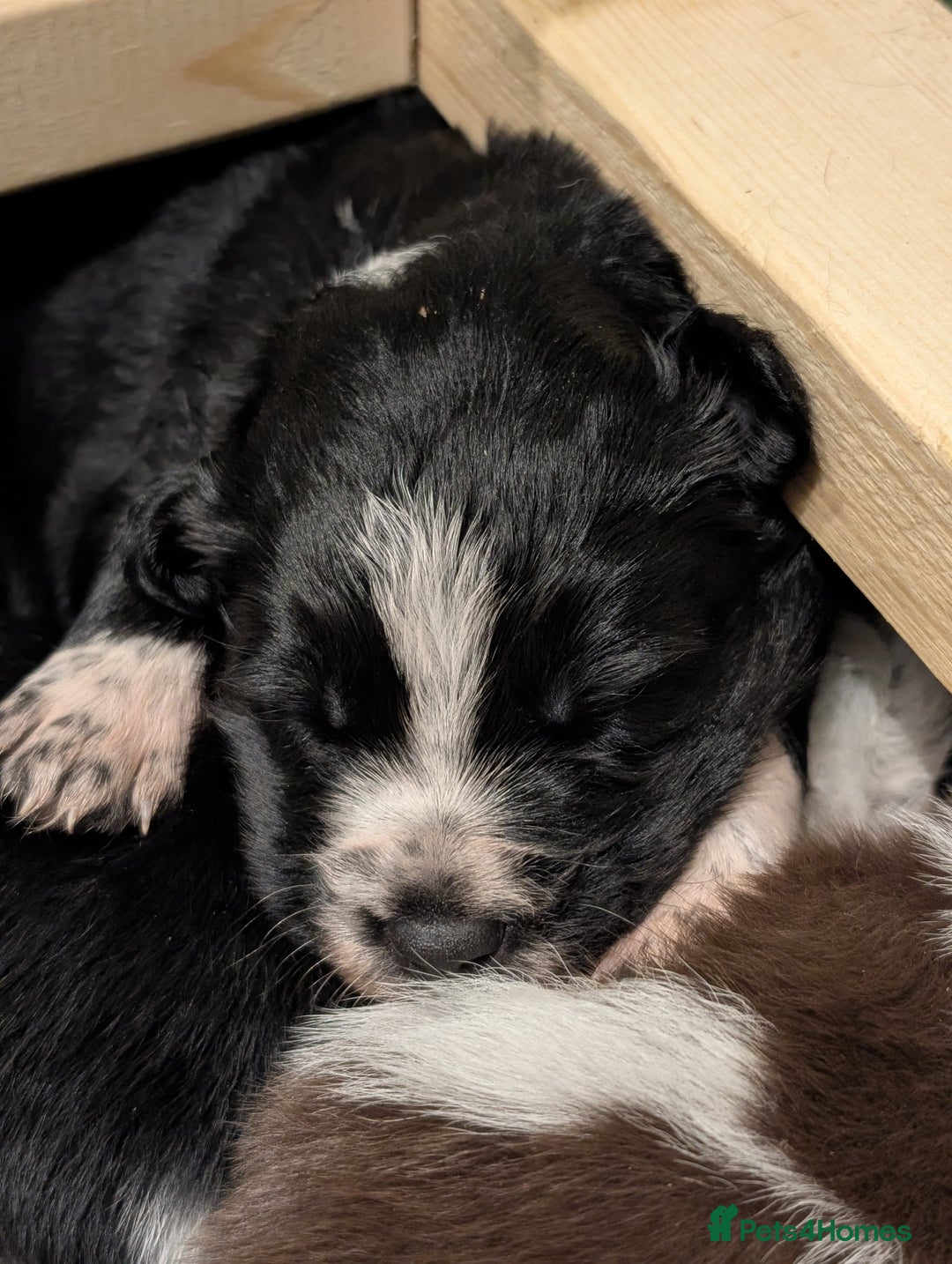Border Collie dogs for sale: Collie mix puppies looking for their families! - Image 9