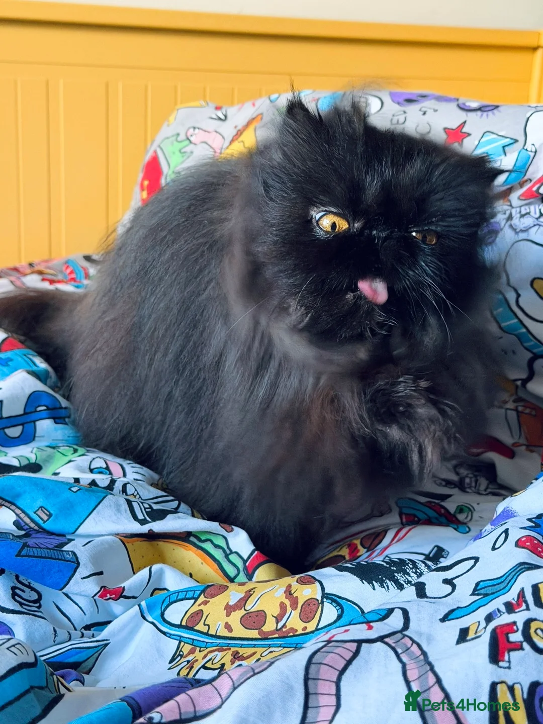 Persian cats for sale: Beautiful long hair Persian girl  - Advert 2
