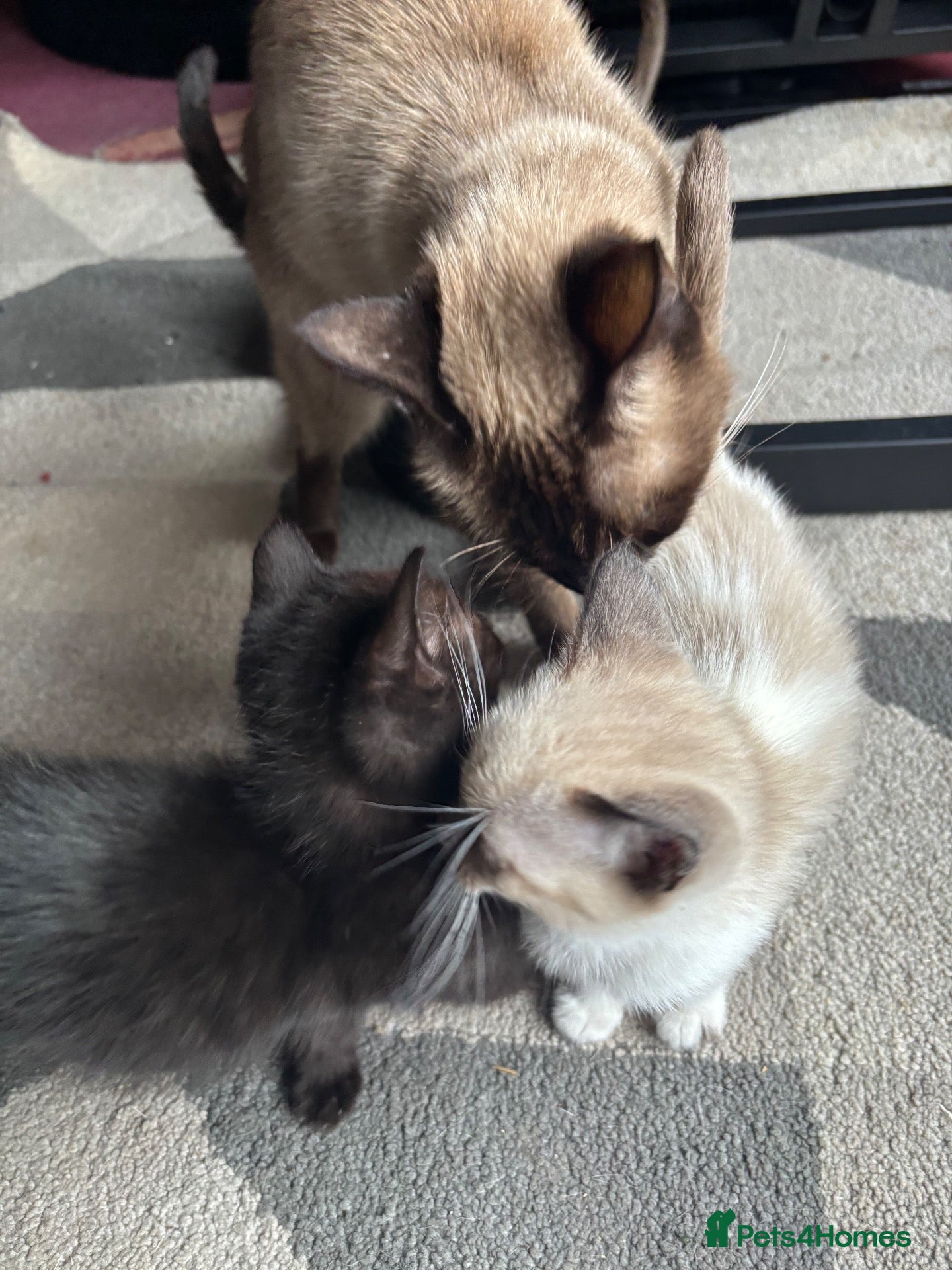 Mixed Breed cats Siamese Cross Ragdoll Kittens - Advert 14