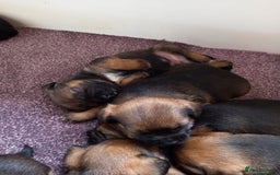 Border Terrier dogs for sale: Kc reg border terrier dog pups  - Advert 7