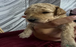 Goldendoodle dogs for sale: Beautiful Goldendoodles - Image 7