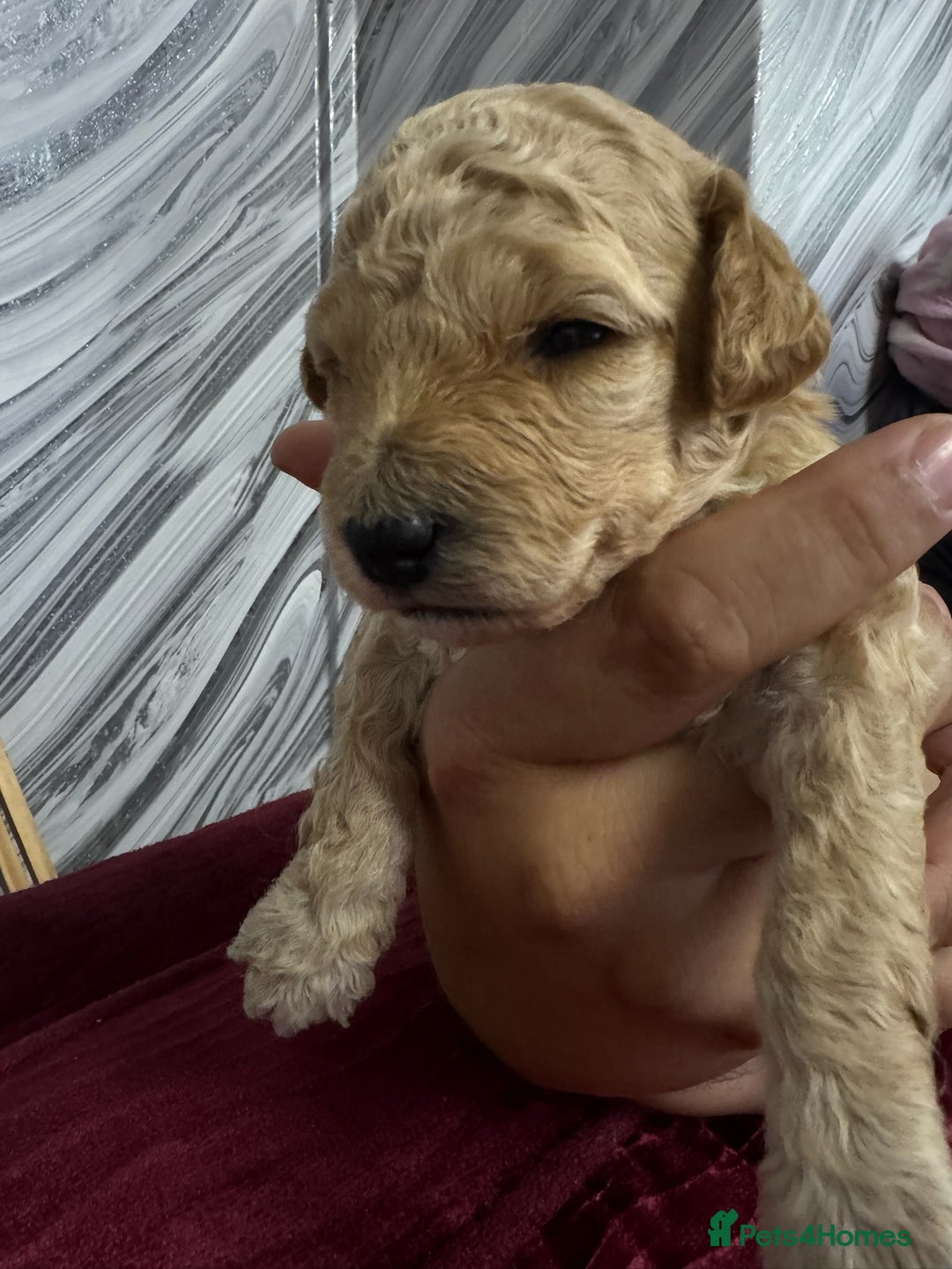 Goldendoodle dogs for sale: Beautiful Goldendoodles - Image 7