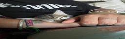 Domestic Shorthair cats for sale: 2 beautiful tabby kittens ready 05/08/2026 - Advert 7