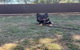 French Bulldog dogs for sale: Fluffy frenchie koba  - Image 2
