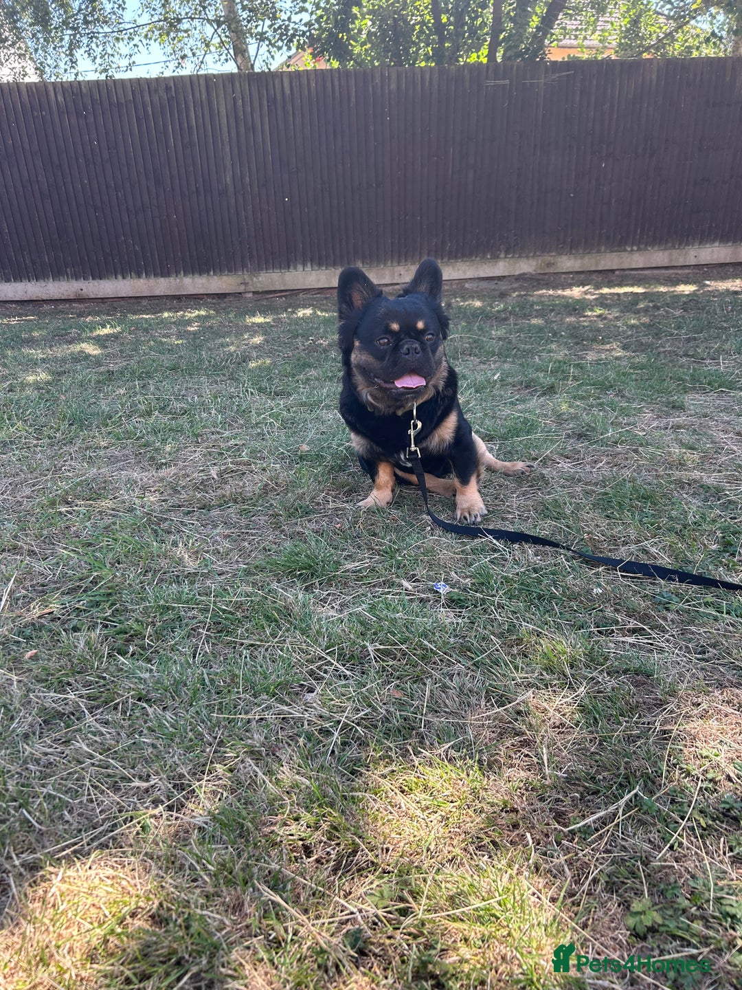 French Bulldog dogs for sale: Fluffy frenchie koba  - Image 2