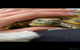 Tortoise reptiles for sale: Horsefield tortoise  - Image 2