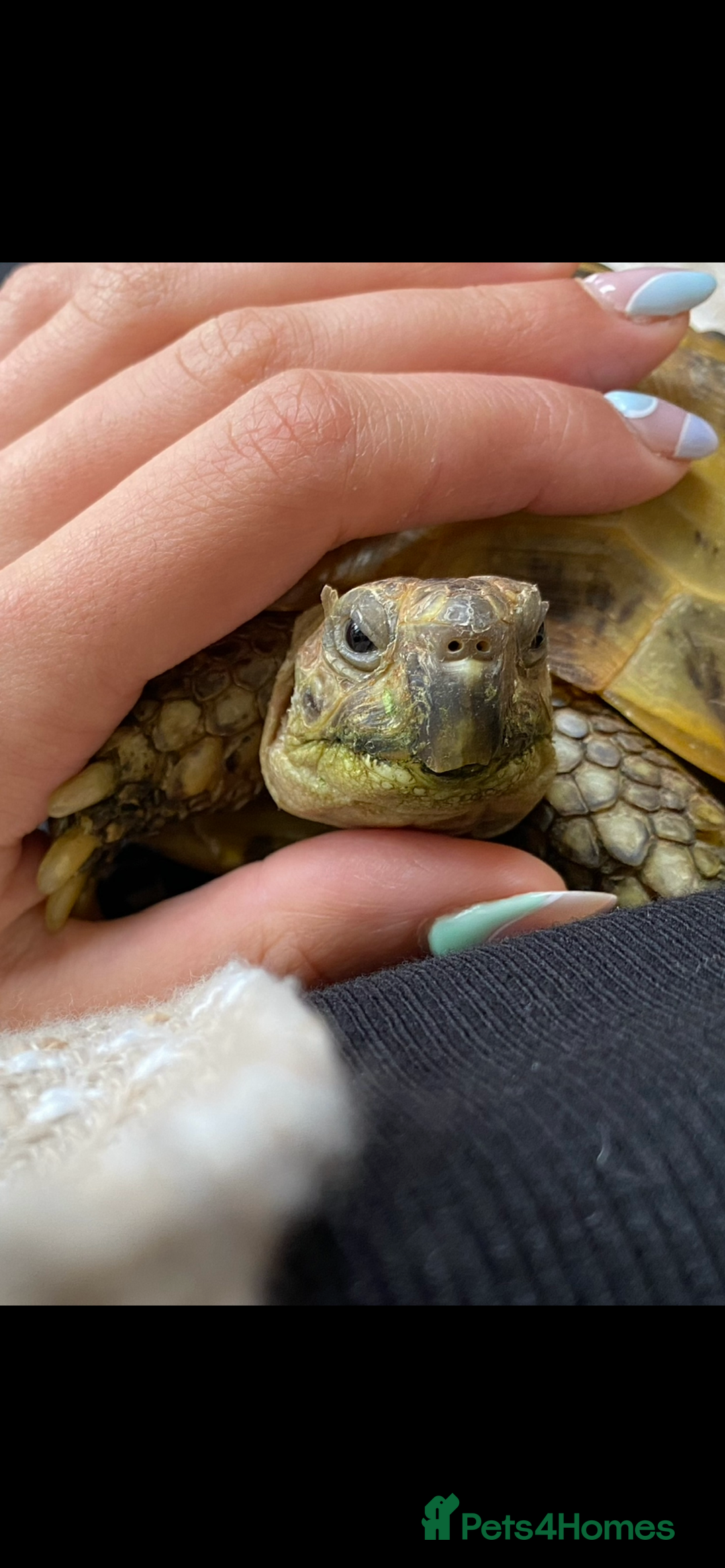 Tortoise reptiles for sale: Horsefield tortoise  - Image 2