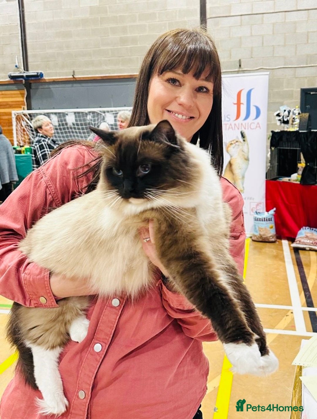 Ragdoll cats for sale: International Champion Pet Boy - Image 2