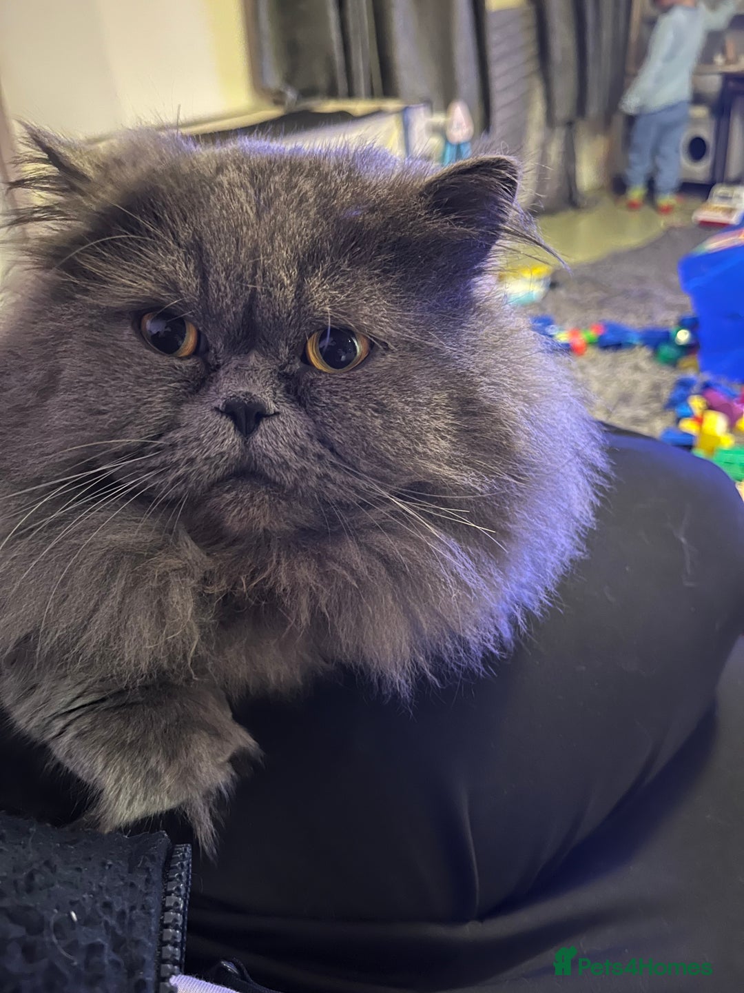 Persian cats for sale: Rehoming male Persian 3 years old - Advert 1