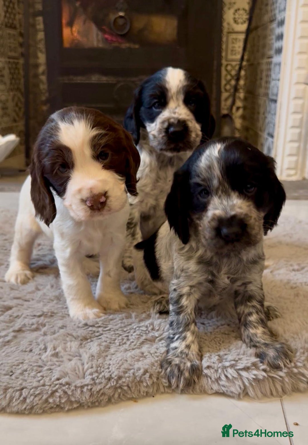 Cocker Spaniel dogs for sale: 2 blue roan cocker spaniel puppies &tri colour pup - Image 1
