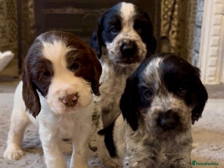 Cocker Spaniel dogs - Advert 25
