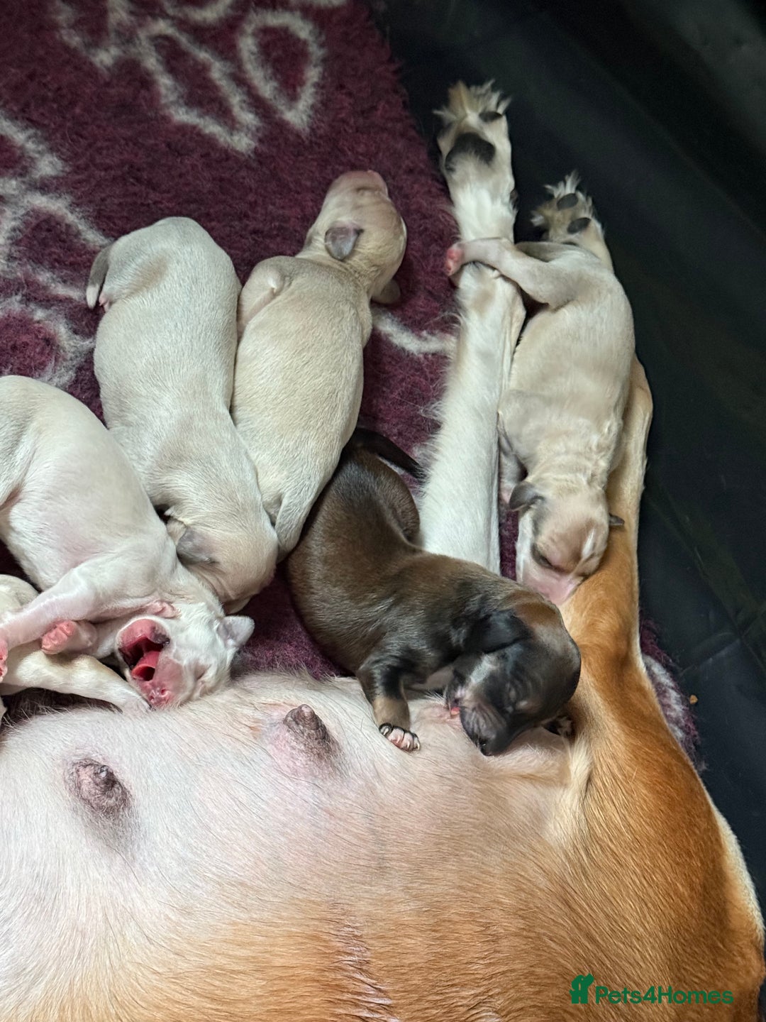 Saluki dogs for sale: Beautiful Saluki  - Image 12