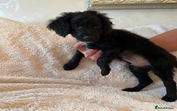 Cockapoo dogs for sale: Cockapoo f2 type - Image 7