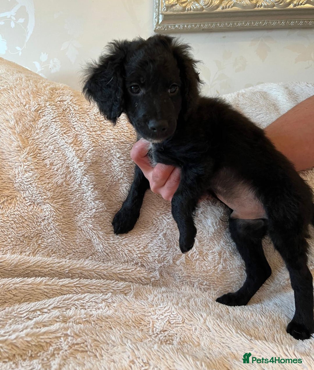 Cockapoo dogs for sale: Cockapoo f2 type - Image 7